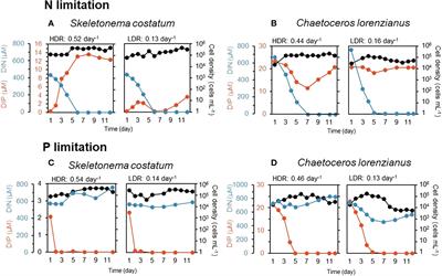 High light stress under phosphorus limitation in summer may accelerate diatom shift from Skeletonema to Chaetoceros in an oligotrophic coastal area of Japan